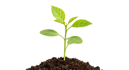 Isolated Sprout in Soil