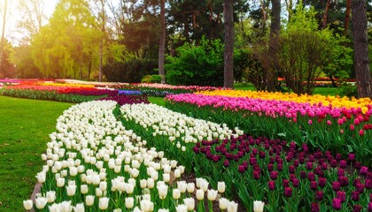 Colorful Tulips In The Spring.