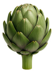 Fototapeta premium Fresh whole green artichoke with tightly closed leaves on transparent background.