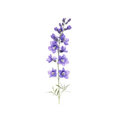 Obraz premium Single Stem of Light Purple Delphinium Flowers Isolated on Black