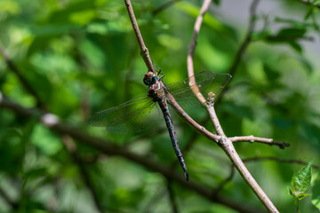 A dragonfly rests on a slender branch, its translucent wings catching the light. The vibrant green...