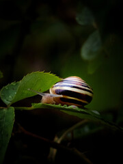 snail on leaf