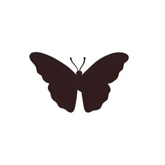 butterfly on white background