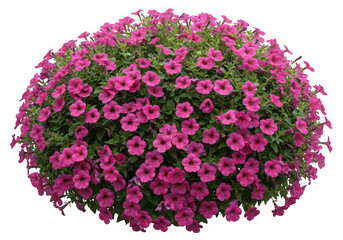 Pink petunia flower hanging basket isolated on transparent background