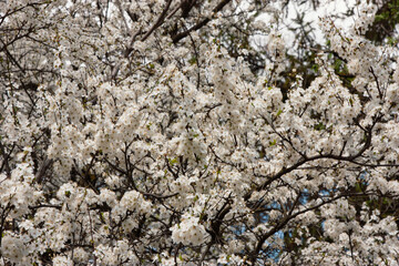 Branch of blooming cherry blossom flower with copy space. Background of cherry blossom branches. The texture of a flowering tree. Floral pattern of blooming