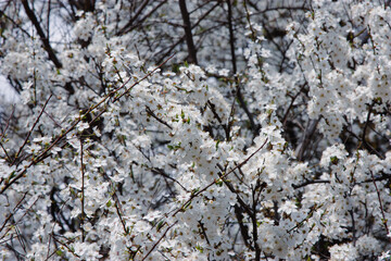 Branch of blooming cherry blossom flower with copy space. Background of cherry blossom branches. The texture of a flowering tree. Floral pattern of blooming