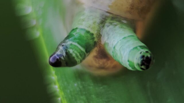 Close-up of snail showing internal parasite in tentacle, slow rhythmic motion created by larva to enhance predation.