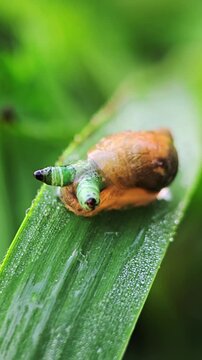 Close-up of snail showing internal parasite in tentacle, slow rhythmic motion created by larva to enhance predation.