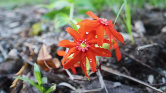 campion (Silene, like Silene chalcedonica) red cross-shaped flower in Sikhote Alin mountains, Siberia. Possibly feral an ornamental garden plant