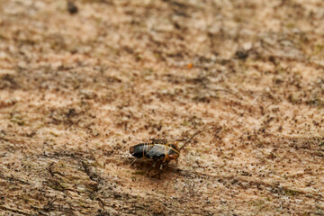 Platycorypha insect resting on stone