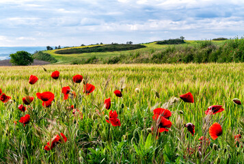 Amapolas en el campo de trigo