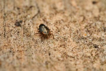 Platycorypha insect resting on stone