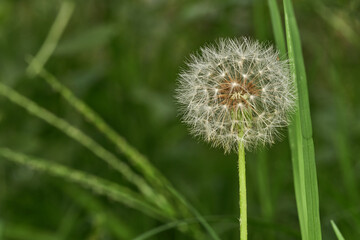 Dandelion alone in peaceful green meadow