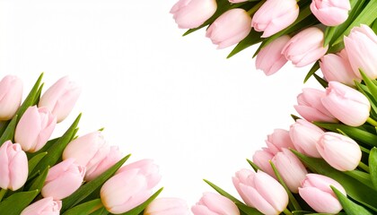 High-Quality PNG Pink Tulips Border on White Background