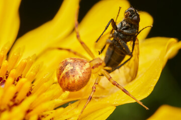 Yellow spider eating fly on flower