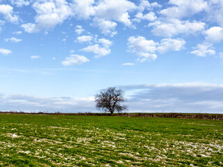 Almendro solitario