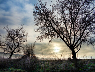 Amanece con niebla tras los almendros