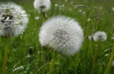 Löwenzahn, Pusteblume mit Regentropfen
