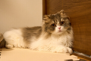 Indoor Portrait of a Scottish Fold Cat