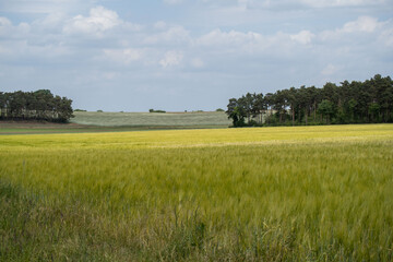 Fototapeta premium vast Grain Field Under Blue Sky with Distant Forest Line