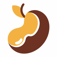 Fototapeta premium vector illustration of a peanut on white background