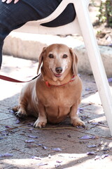 puppy
A small brown dachshund puppy sitting on the ground beside its owner’s legs. Captured...