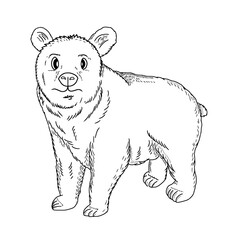 Hand drawn standing bear vector illustration. Forest bear character sketch style