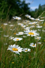 Field of Daisies in Sunlight, Symbolizing Natural Beauty and Summer Joy for Wellness Campaigns : Generative AI