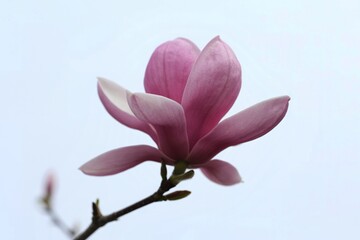 a single, vibrant pink magnolia blossom