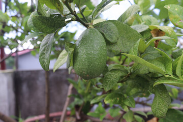 A close-up of a green lemon fruit on a tree with leaves