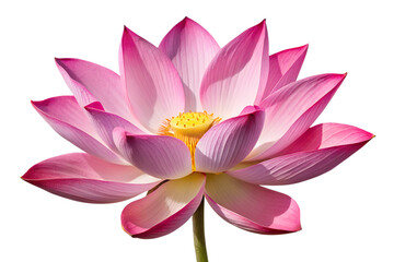 Small Vibrant Pink Lotus Flower Isolated on Transparent Background