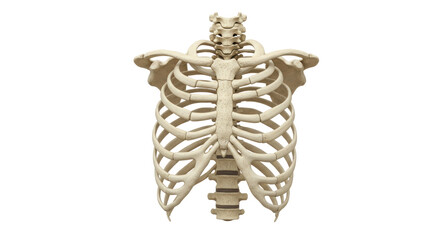 Isolated Human Rib Cage
