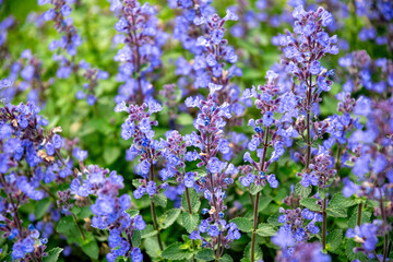 Blooming purple mint, Nepeta Cataria, in summer garden