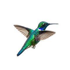 Fototapeta premium Hummingbird in Flight isolated on a transparent background 