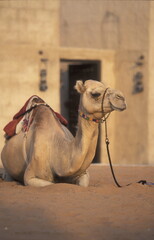 ARABIA EMIRATES DUBAI CAMEL