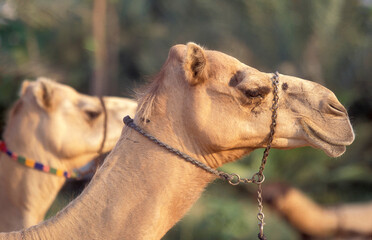 ARABIA EMIRATES DUBAI CAMEL