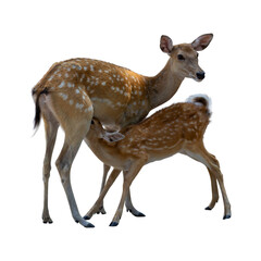 Young wild brown roe deer fawn standing on a white background