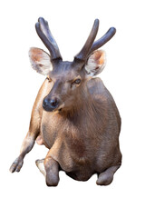 Isolated white background deer animal with antlers