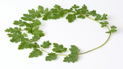 Delicate green leaves arranged in a circular frame.