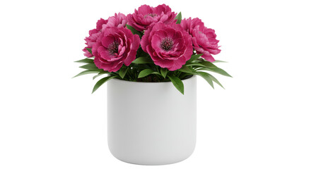 Isolated Potted Flowers