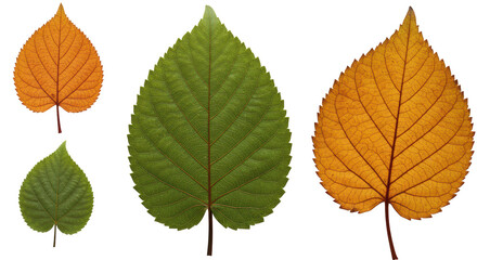 Isolated Autumn Leaves Collection