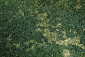 Dry Moss stains on the cement floor ,texture background.