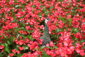 A peacock’s head and neck emerging between vibrant red begonia flowers, Retiro Park, Madrid, Spain