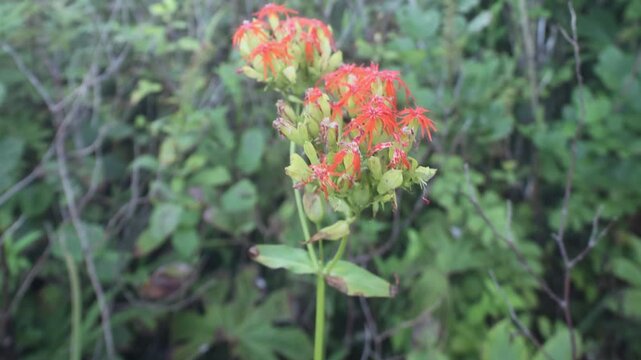 campion (Silene, like Silene chalcedonica) red cross-shaped flower in Sikhote Alin mountains, Siberia. Autumn condition. Possibly feral an ornamental garden plant