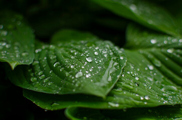 Close-up of vibrant green leaves adorned with glistening water droplets , showcasing intricate textures and natural beauty, in a garden