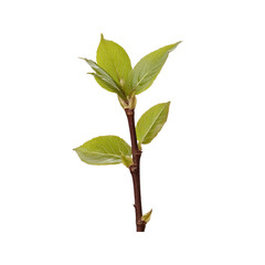 Fresh Spring Leaves on a Branch - New Growth and Renewal