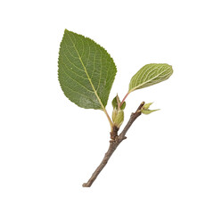 Fototapeta premium Fresh Spring Branch with Two Young Leaves and Buds, Isolated on Black