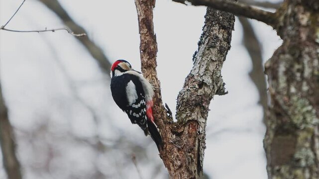 木をつつくアカゲラのオス