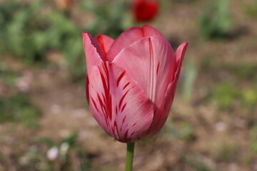 日本の春の庭に咲く薄い赤色のチューリップの花