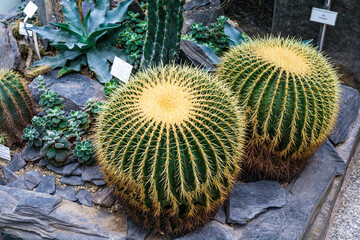 Geometric Cactus From - Two Golden Barrels in Desert Rock Composition